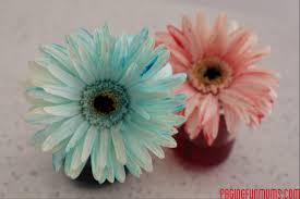 As dandelions, usually don't absorb colored water very well because the cut stems seal with their own secretions and dye and water absorption is limited. Fun Science Experiment Learning How Plants Absorb Water Paging Fun Mums