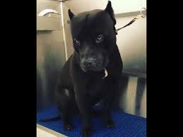 Are you looking for a professional pitbull breeder? Prague American Bully Youtube