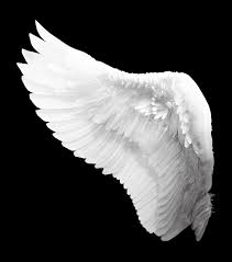 Black And White Wings Background Pin By Emily On Artistic References Wings Art Wings Sketch Wings