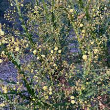 Image result for Acacia alata