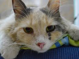 Hallo, ich wollte meine erfahrungen doch nochmals in einem eigenen thema behandeln, um möglichst vielen katzenbesitzern die behandlungsmethode. Vergiftungen Bei Katzen
