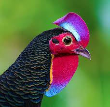 The Most Colorful Chicken On Earth Featured Creature #chickensofig #pet chickens #backyard chickens #colorful chickens #chicken keeping #chicken breeds #chickens #buff orpington #helen the orpington #backyard poultry #crysanthemum #mumsofinstagram #raisingchickens #texas #autumn in.
