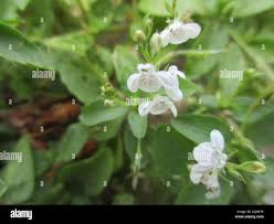 Image result for Justicia exigua