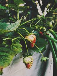 Assorted fruits and vegetables background. Asparagus Rhubarb Strawberries Acre