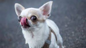 Chihuahua puppies for sale and dogs for adoption in pennsylvania, pa. 5 Best Chihuahua Breeders In Pennsylvania 2021 We Love Doodles