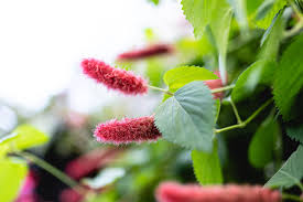 Image result for Acalypha hispida