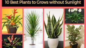 February march is the best time to include flowers at home. 10 Best Plants That Grows In Shade Without Sunlight At Home Home Gardeners