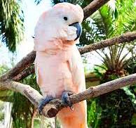 Moluccan Cockatoo Parrots For Sale Online - Live Parrots