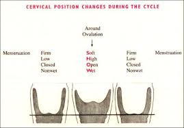 Image result for cervix position