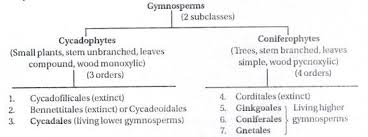 Gymnosperm Classification And Economic Importance