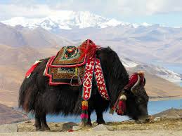 Sikkim wildlife national parks wildlife sanctuary in sikkim from www.esikkimtourism.in to inspire the world to explore sikkim, and to spread a little i love sikkim. Yak Mammal Britannica