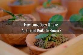 Maybe you would like to learn more about one of these? How To Take Care Of Orchid Keiki Everyday Orchids