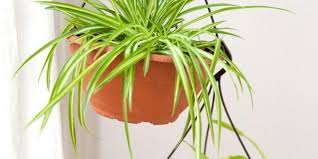 In der nachfolgenden übersicht präsentieren wir ihnen zahlreiche hängepflanzen für balkon und garten. Freizeit Wie Man Hangepflanzen Am Besten Giesst Maz Markische Allgemeine