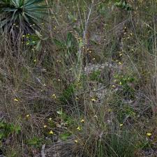 Image result for Xyris anceps