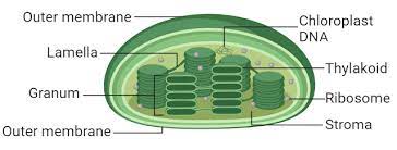 The Structure Of Plastids Chloroplast Structure And Function In 2021 Structure And Function Biology Diagrams Protists