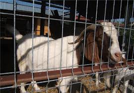Infractorii informatici si limbajul lor codificat: Idei De Afaceri Caprele Boer Rasa De Carne Folosita Cu Succes Pentru Metisari Stiriagricole Ro
