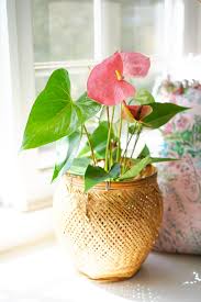 It has clusters of single, semidouble, or double flowers in white, pink, red, violet, purple, blue, lime green, pale yellow, or bicolor. Favorite Pink Houseplants Dalla Vita