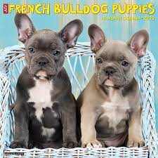 French bulldog puppies for sale and dogs for adoption in texas, tx. Just French Bulldog Puppies 2022 Wall Calendar Dog Breed Willow Creek Press 9781549217951 Amazon Com Books