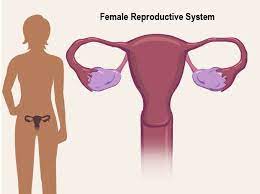 The system is designed to transport the. Female Reproductive System For Parents Nemours Kidshealth