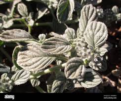 Image result for Heliotropium supinum