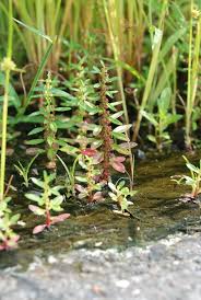 Image result for Ammannia baccifera
