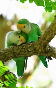 Pin By Ella Miami On Animal Pics Pretty Birds Beautiful Birds Pet Birds
