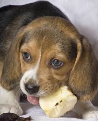 Check spelling or type a new query. What Fruits Can Dogs Eat Whole Dog Journal
