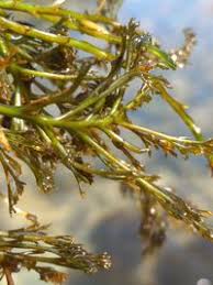 Image result for Podostemaceae