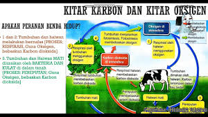 Mengelakkan penggunaan racun serangga berleluasa iii. Sains T2 Kssm Bab 2 2 Kitar Nutrien 09educators Cikgootube Youtube