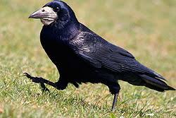 Corbeau Corneille