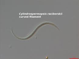 Image result for Cylindropsis