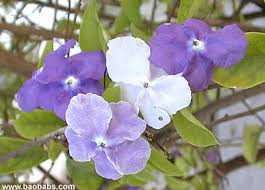 Image result for Brunfelsia