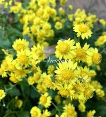 Image result for Chrysanthellum indicum