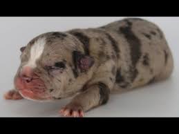 Pitbull bullies for sale cheap. Xl American Bully Puppies For Sale Craigslist 07 2021