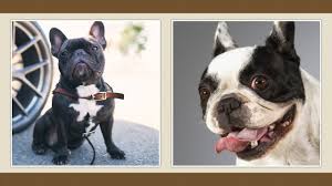 = szempont amit érdemes végiggondolnod! Francia Bulldog Kutya Fajtabemutato Youtube