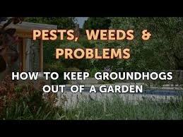 Groundhogs can jump short fences and tunnel under others, so it's important to do this right. How To Keep Groundhogs Out Of A Garden Youtube
