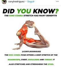 King Cobra Yoga Pose Yogaposes Yoga Anatomy Yoga Postures Yoga Benefits