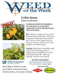 Image result for Senna occidentalis