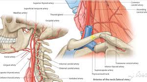 Image result for carotid artery