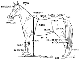 Horse Pictures To Print Free Printable Horse Parts Diagram