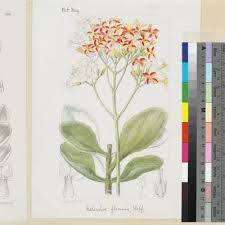 Image result for Kalanchoe glaucescens