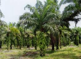 Ia juga merangkumi harga pengeluar (harga di kilang) termasuk kos pengangkutan dan insurans. Berita Sawit Lima Perusahaan Malaysia Pelajari Armm Untuk Pembukaan Perkebunan Kelapa Sawit