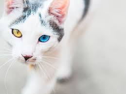 I was wondering what breed(s) of cats have blue eyes? Domestic Mixed Breed Cat Full Profile History And Care