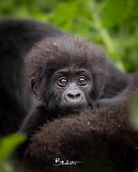 Image result for Chamaecrista gracilior