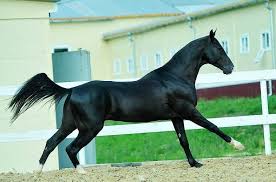 Black And White Horse Names 60 Black Stallion Names Horse Names Horses White Horses