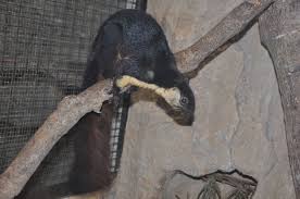 Maybe you would like to learn more about one of these? Ratufa Bicolor Black Giant Squirrel Biolib Cz