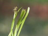 Image result for Potamogeton pusillus