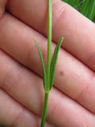 Image result for Hypericum lalandii