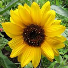 Helianthus Annuus Big Smile Sunflower Sunflower Plants Dwarf Plants
