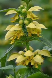Image result for Lamium galeobdolon